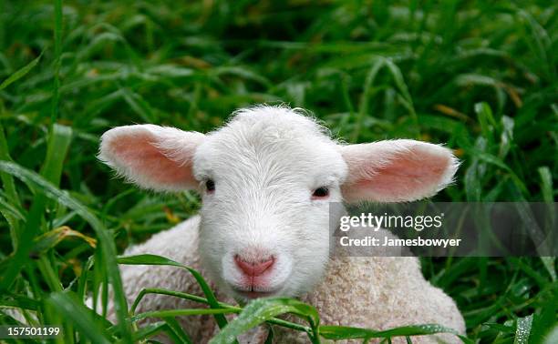 young lamb - australian pasture stock pictures, royalty-free photos & images