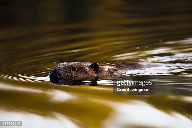 swimming beaver - beaver stockfoto's en -beelden