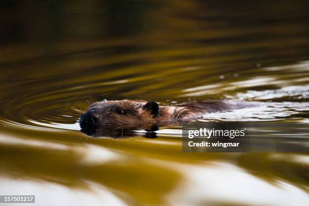 swimming beaver - beaver stock pictures, royalty-free photos & images