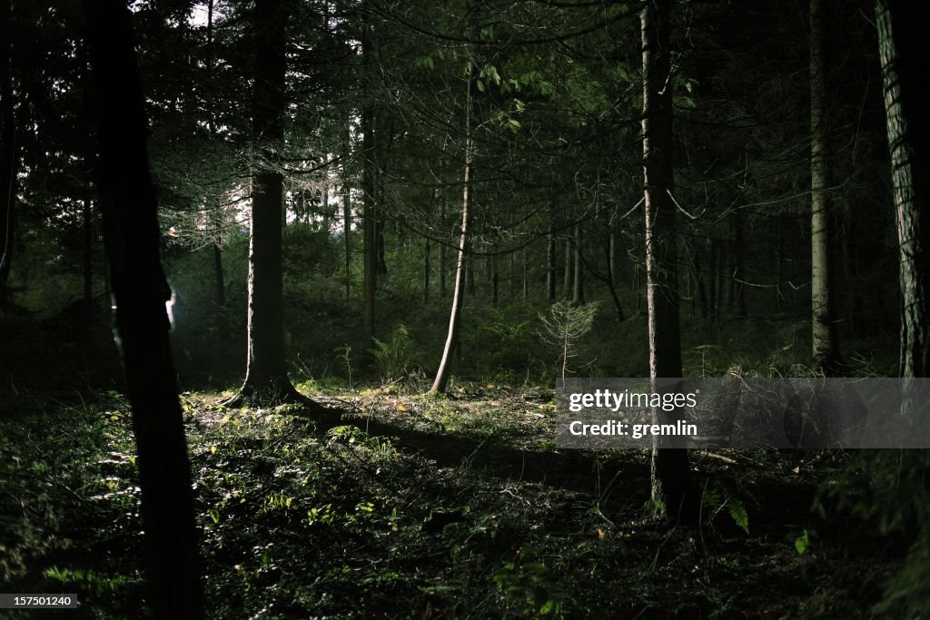 Forest