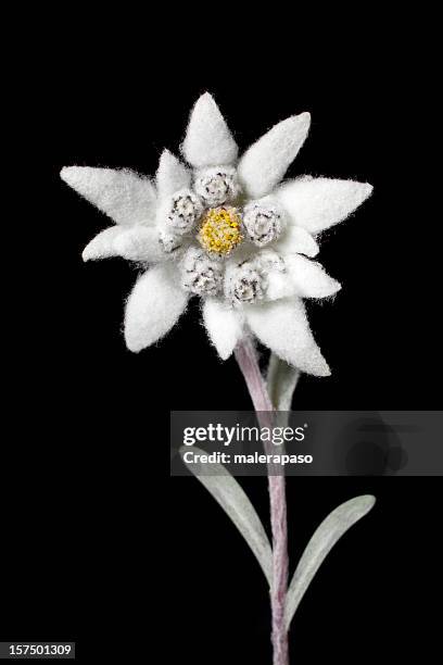 edelweiss - edelweiss flower stock pictures, royalty-free photos & images