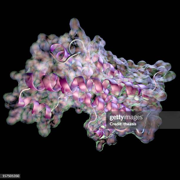 model of human growth hormone - hormoon stockfoto's en -beelden