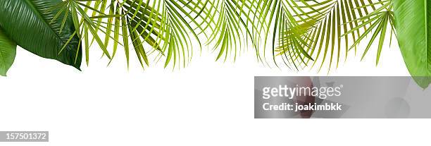 tropical marco de hojas verdes con espacio de copia - árbol tropical fotografías e imágenes de stock