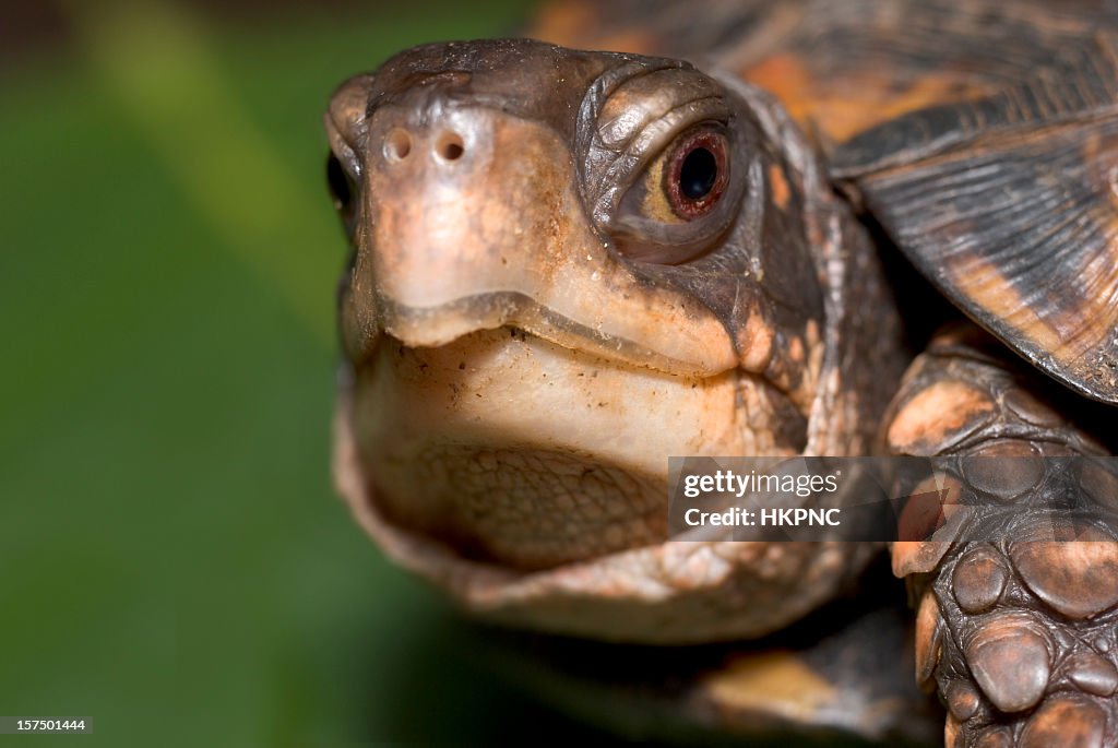 Box Turtle faces camera with focus on large brown eye