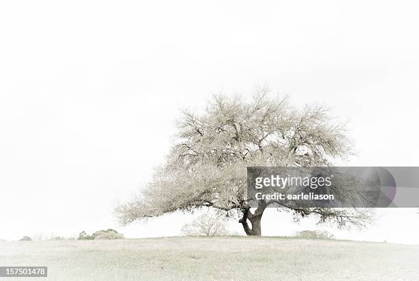 lonesome oak - live oak tree stock pictures, royalty-free photos & images