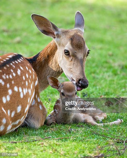 mother love - fawn stock pictures, royalty-free photos & images