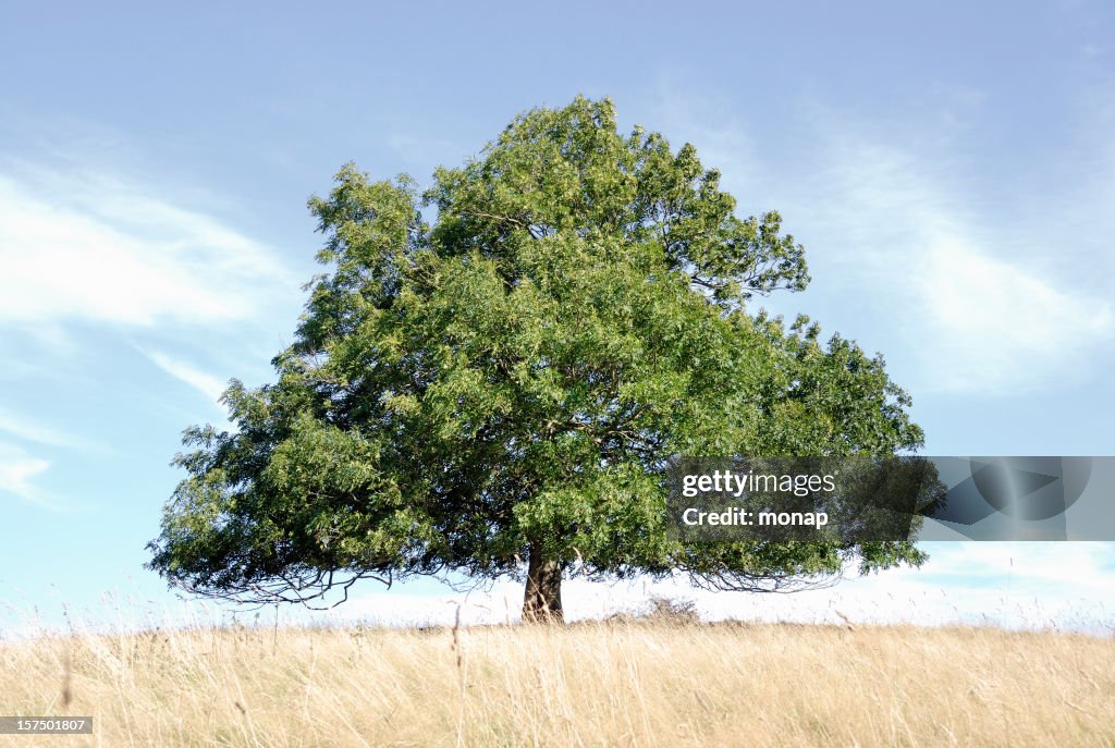 Ash tree, horizontal