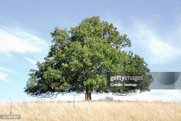 ash tree, horizontal - ash tree stock pictures, royalty-free photos & images