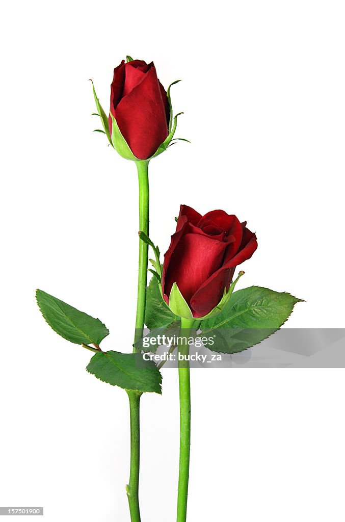 Symmetrical Red Roses Pair Of Red Roses Isolated On White Upright Close High-Res Stock Photo ...