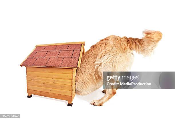 too small - in the dog house stockfoto's en -beelden