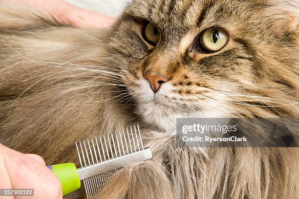 chat maine coon de toilettage ou peigné et brossé - pick tooth photos et images de collection