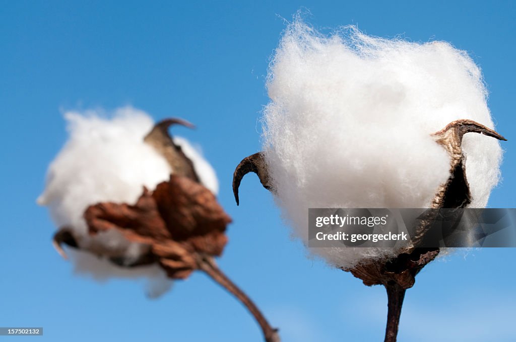 Cotton Boll Macro