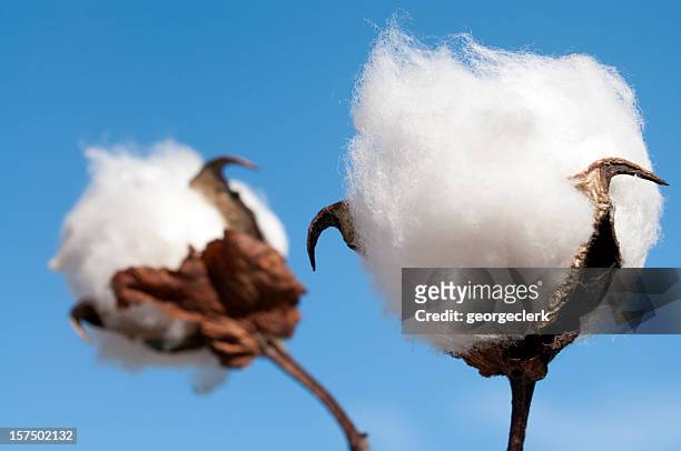 algodão casulo macro - planta do algodão imagens e fotografias de stock