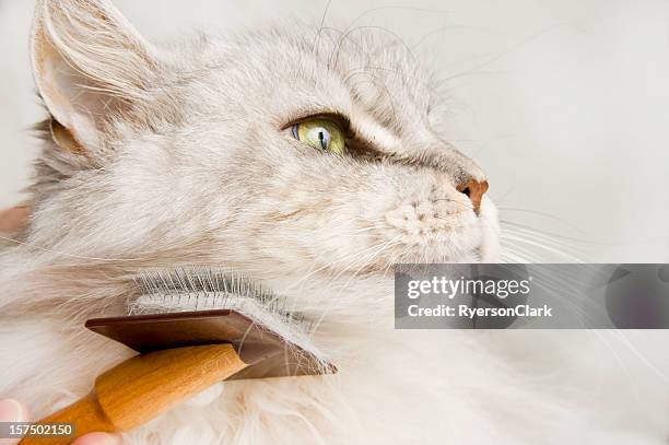 gato maine coon cuidados. - brushing fotografías e imágenes de stock