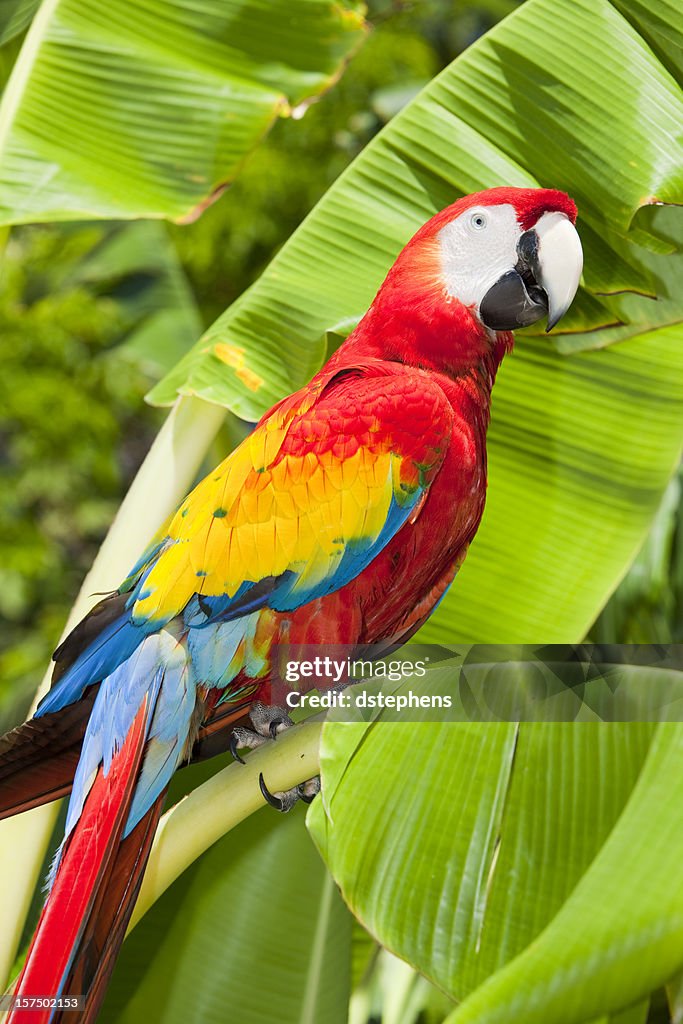 Red macaw parrot perched on bananna plant