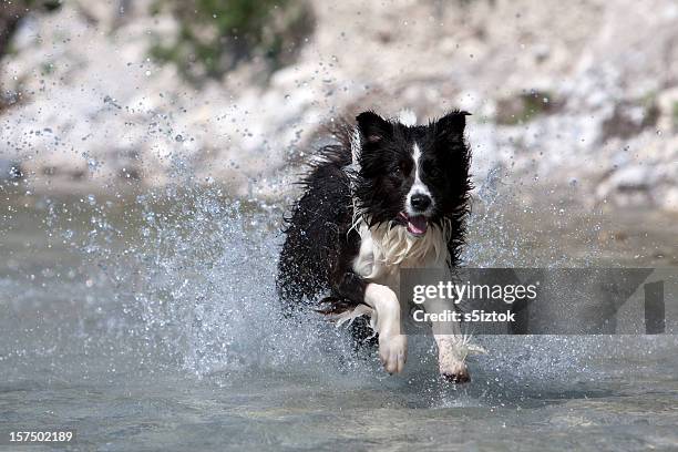 splashing - border collie stock pictures, royalty-free photos & images