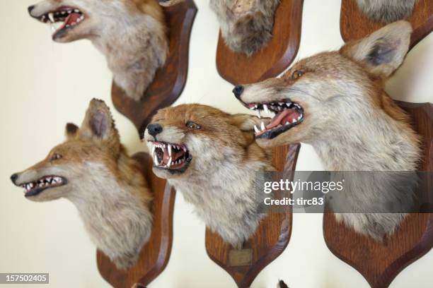 fox heads mounted on a wall - trophy wall stock pictures, royalty-free photos & images