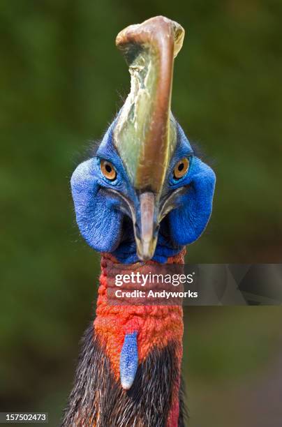 cassowary (casuarius) - cassowary stock pictures, royalty-free photos & images