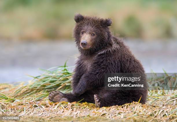 grizzly bear cub - bear cub stock-fotos und bilder