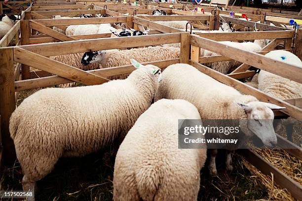agricultural show - sheep pens with rosettes - livestock show stock pictures, royalty-free photos & images