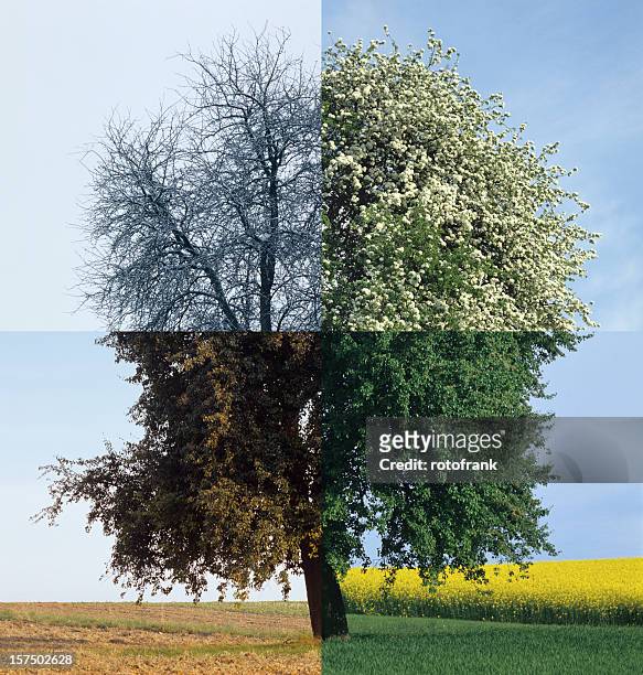 cuatro temporada (tamaño de imagen xxxl - las cuatro estaciones fotografías e imágenes de stock