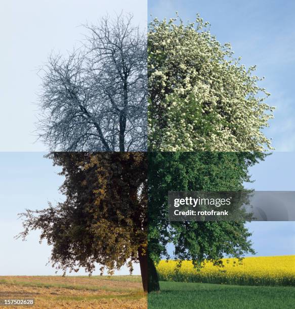 four season (image size xxxl) - four seasons stock pictures, royalty-free photos & images