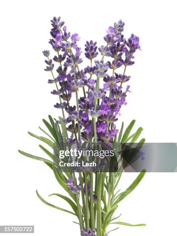 Lavender Lavender