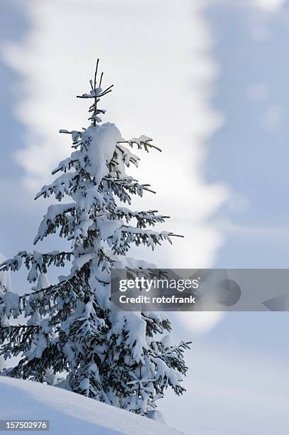 winter forest - winterwald stock pictures, royalty-free photos & images
