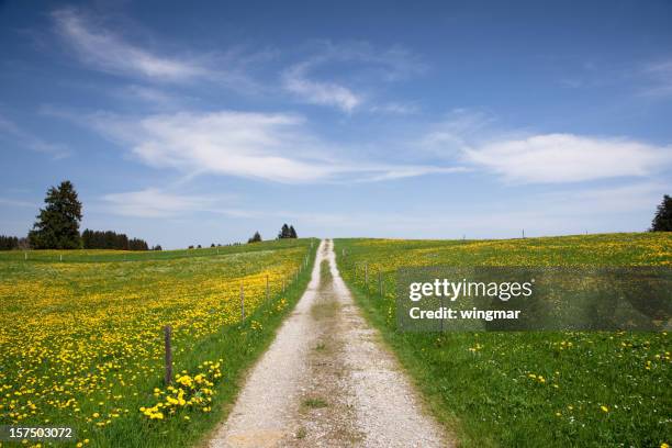 the path in meadow, springtime, bavaria - germany - open field stock pictures, royalty-free photos & images