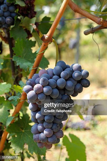 grapes - red grape stock pictures, royalty-free photos & images