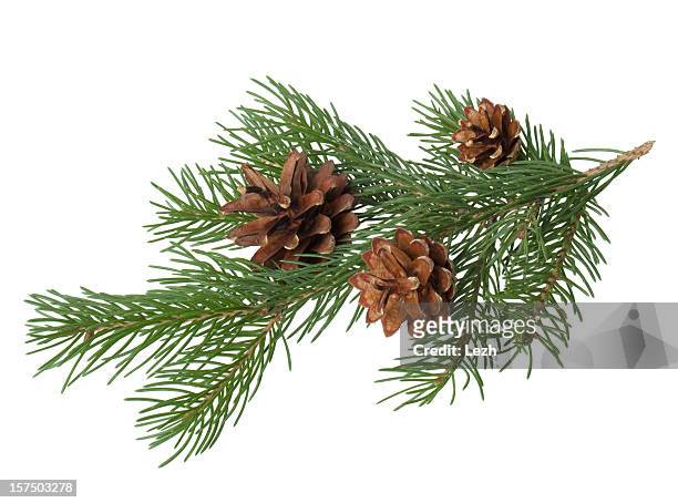 pine branch with cone - twig stock pictures, royalty-free photos & images