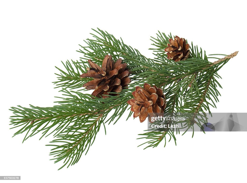 Pine filial com cone