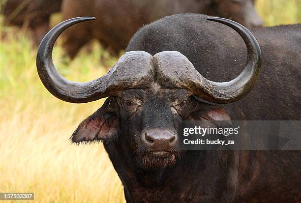 buffal bull portrait in the rain. - african buffalo stock pictures, royalty-free photos & images