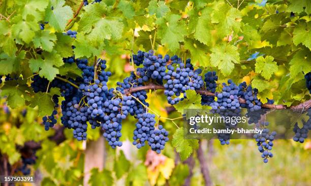 red grape - cabernet sauvignon druif stockfoto's en -beelden