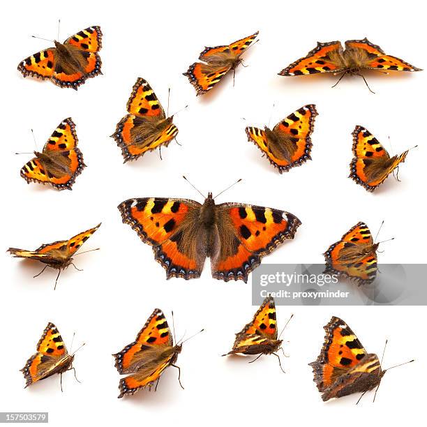 butterflies on white - butterfly isolated stock pictures, royalty-free photos & images