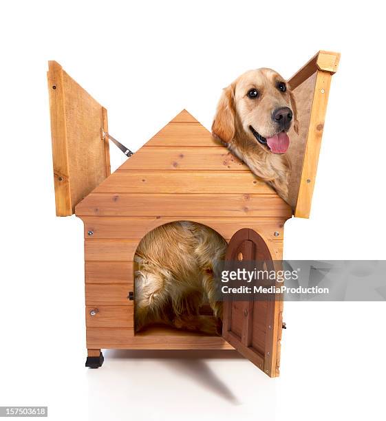 growing up - doghouse stock pictures, royalty-free photos & images
