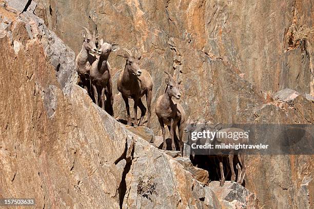 wild bighorn sheep herd on cliff face waterton canyon littleton colorado - littleton colorado stock pictures, royalty-free photos & images