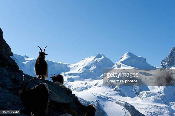 capricorn in the swiss mountains - swiss ibex bildbanksfoton och bilder