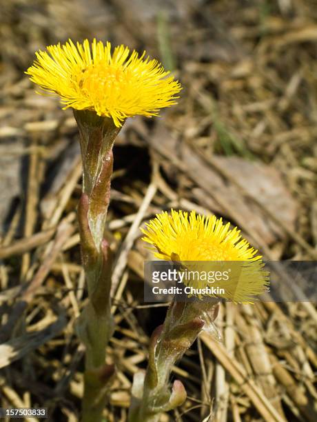 tussilage - coltsfoot photos et images de collection