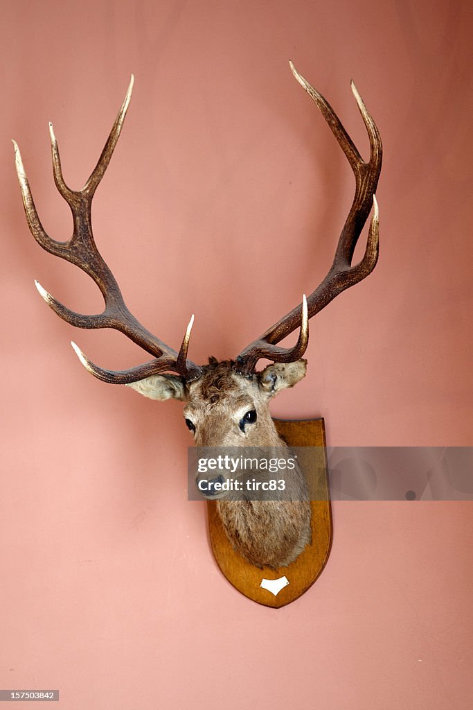 Stag's head mounted on a wall