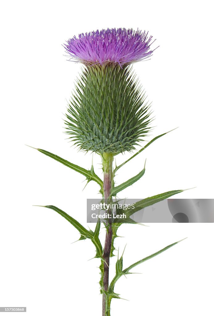 Thistle