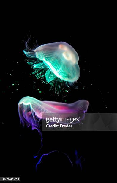 colorful jellyfish - sea life stock pictures, royalty-free photos & images