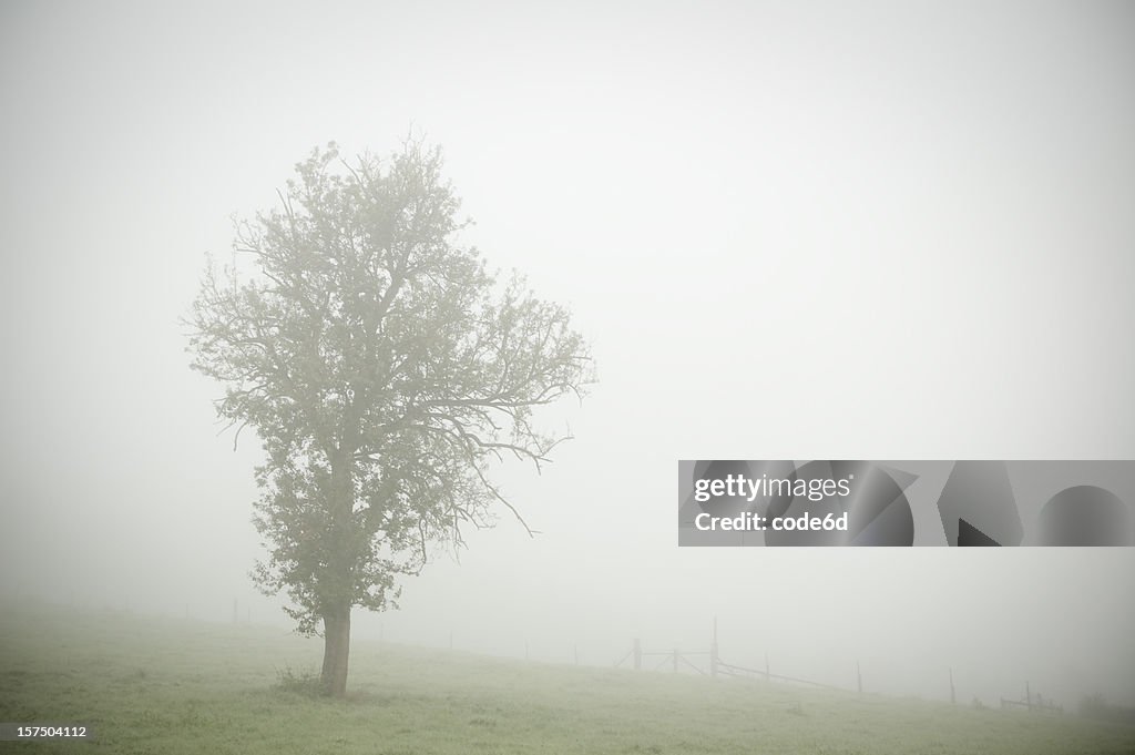Single tree in the fog, gloomy atmosphere, copy space