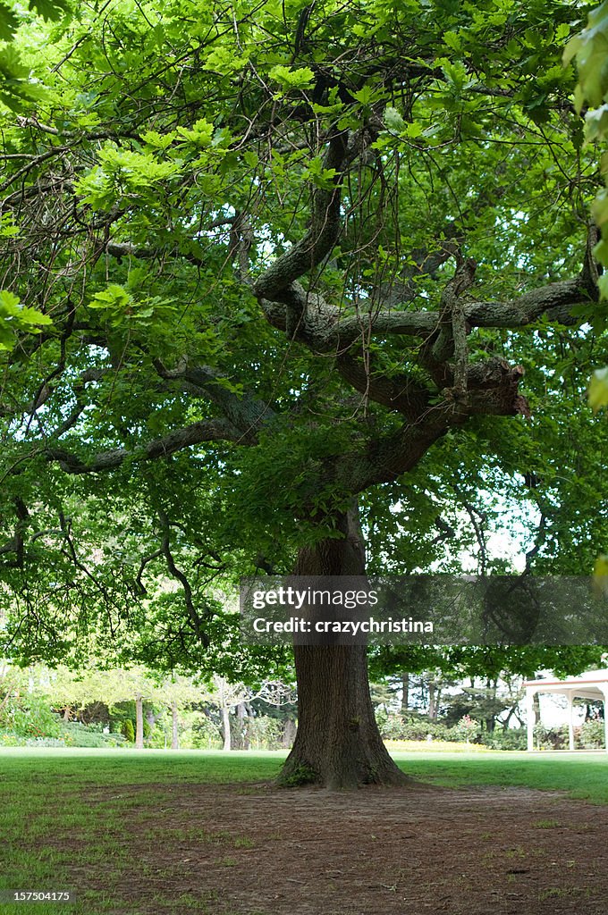 Velha Árvore de carvalho na Primavera