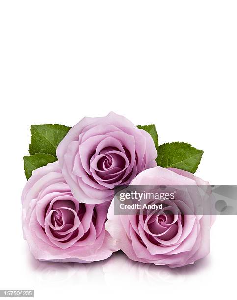 lilas de roses - rosa violette parfumee photos et images de collection