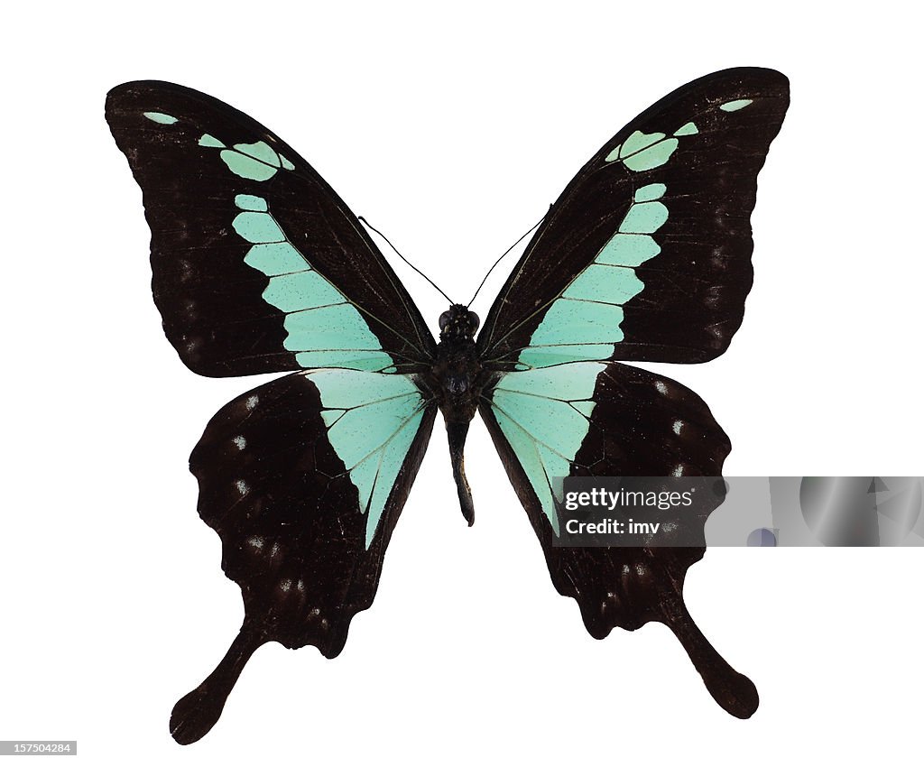 Papilio phorcas