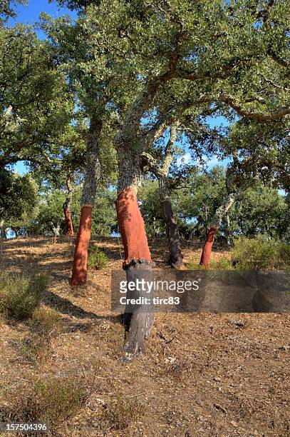 cork oak (coastal suber - cork tree stock-fotos und bilder