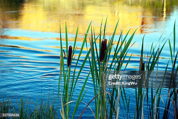 lake shore plants - riverbank stock pictures, royalty-free photos & images