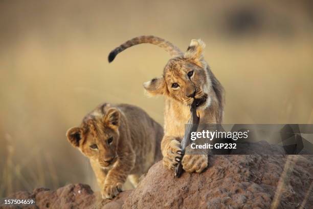 two lion cubs playing on a dirt mound in the savanna grass - lion cub stock pictures, royalty-free photos & images