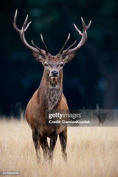 red deer - elk stock pictures, royalty-free photos & images